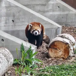 Edmonton Valley Zoo - Edmonton