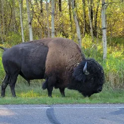 Elk Island National Park - Edmonton