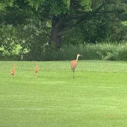 Elliot Lake Golf Club - Elliot Lake