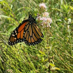 Horne Lake Conservation Area - Elliot Lake