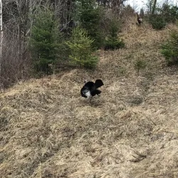Fishing Spots on Rivière du Lièvre - Ferme Neuve