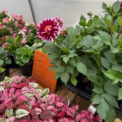 Flin Flon Community Greenhouse - Flin Flon