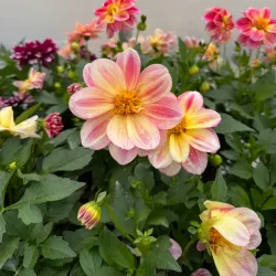 Flin Flon Community Greenhouse - Flin Flon