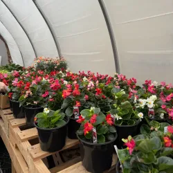 Flin Flon Community Greenhouse - Flin Flon