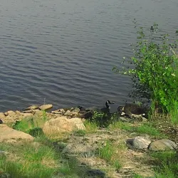 Lake Athapapuskow - Flin Flon