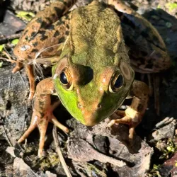 Chippawa Creek Conservation Area - Fonthill