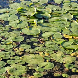 Chippawa Creek Conservation Area - Fonthill