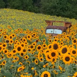 Fonthill Heritage Museum - Fonthill