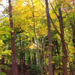 Fonthill Village - Fonthill