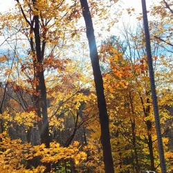 Fonthill Village - Fonthill