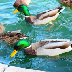 Chippawa Park - Fort Erie