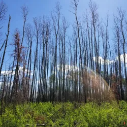 Gregoire Lake Provincial Park - Fort Mackay
