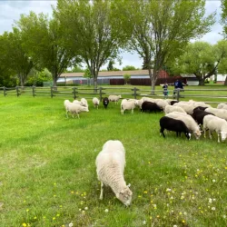 Heritage Amphitheatre - Fort Saskatchewan