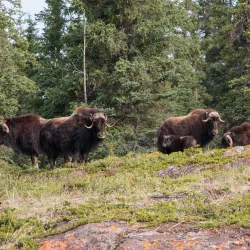 Fishing and Boating on the Slave River - Fort Smith