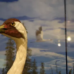 Indigenous Cultural Centre - Fort Smith