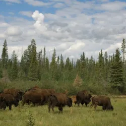 Wood Buffalo National Park - Fort Smith