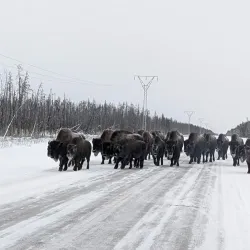 Wood Buffalo National Park - Fort Smith