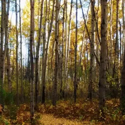 Charlie Lake Provincial Park - Fort St John