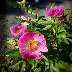 Fredericton Botanic Garden - Fredericton