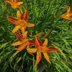 Fredericton Botanic Garden - Fredericton