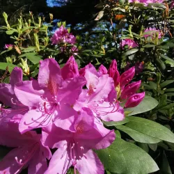 Fredericton Botanic Garden - Fredericton
