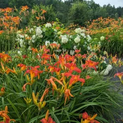 Fredericton Botanic Garden - Fredericton
