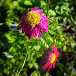 Fredericton Botanic Garden - Fredericton