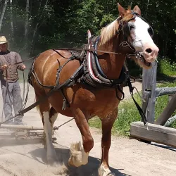 Kings Landing Historical Settlement - Fredericton