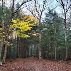 Odell Park - Fredericton