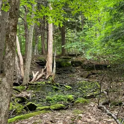 Odell Park - Fredericton