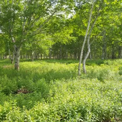 Gander Heritage Trail - Gander