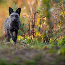 Ecomuseum Zoo - Gatineau