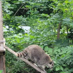 Ecomuseum Zoo - Gatineau