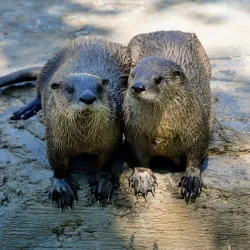 Ecomuseum Zoo - Gatineau