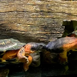Ecomuseum Zoo - Gatineau