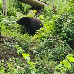 Ecomuseum Zoo - Gatineau