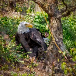 Ecomuseum Zoo - Gatineau