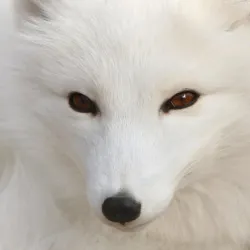 Ecomuseum Zoo - Gatineau