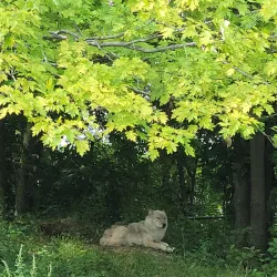 Ecomuseum Zoo - Gatineau