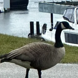 Gibsons Landing - Gibsons