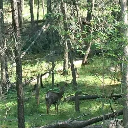 Roberts Creek Beach - Gibsons