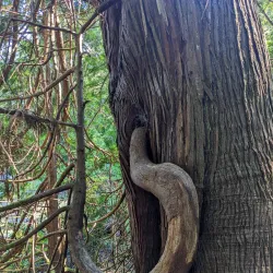Smuggler Cove Marine Provincial Park - Gibsons