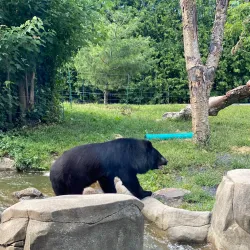 Granby Zoo (Zoo de Granby) - Granby