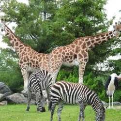 Granby Zoo (Zoo de Granby) - Granby