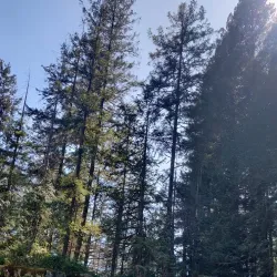 Eagle River Falls - Grand Falls-Windsor