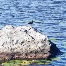 Exploit River Trail - Grand Falls-Windsor