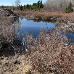 Exploit River Trail - Grand Falls-Windsor