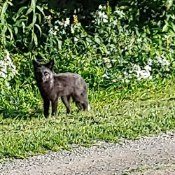 Grand Falls-Windsor Golf Club - Grand Falls-Windsor