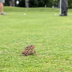 Grand Falls-Windsor Golf Club - Grand Falls-Windsor