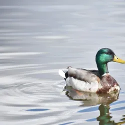 Crystal Lake Park - Grande Prairie